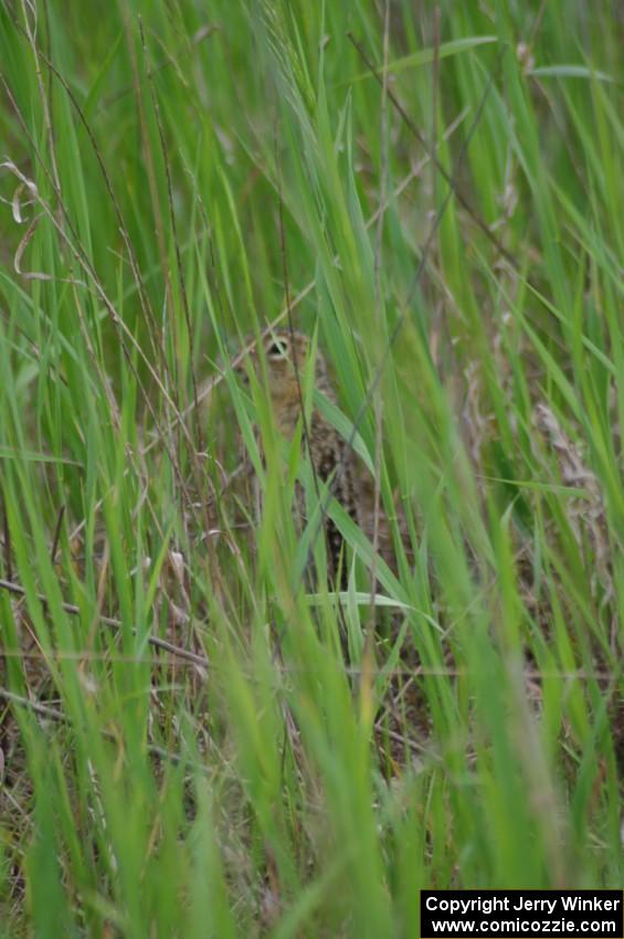 Thirteen-lined ground squirrel