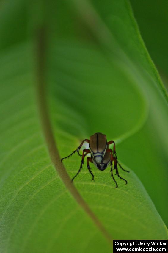 Beetles mating on milkweed