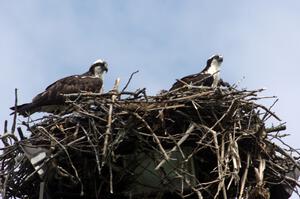 Ospreys in the infield of the track