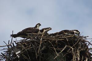 Ospreys in the infield of the track