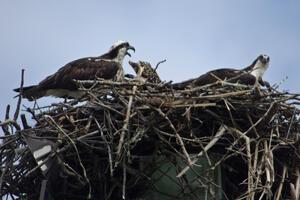 Ospreys in the infield of the track