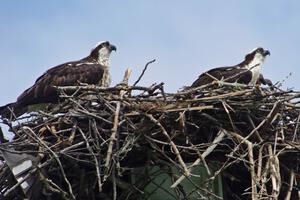 Ospreys in the infield of the track