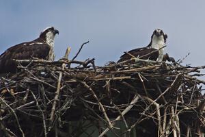 Ospreys in the infield of the track
