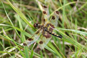 Calico Pennant Dragonfly