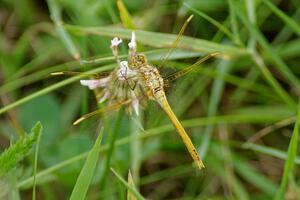 ??? Meadowhawk Dragonfly