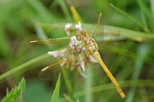 ??? Meadowhawk Dragonfly