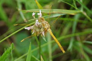 ??? Meadowhawk Dragonfly