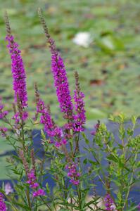 Purple Loosestrife