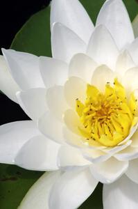 American White Water-lily