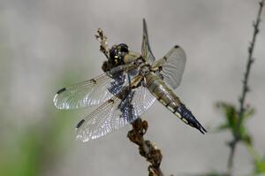 Four-spotted Skimmer Dragonfly