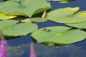Belted Whiteface Dragonflies mating on a lilypad