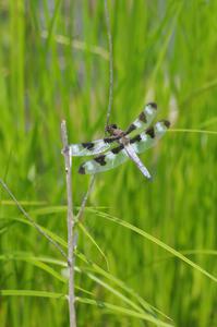 Twelve-spotted Skimmer Dragonfly