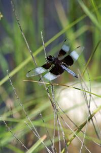 Widow Skimmer Dragonfly