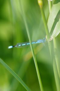 Familiar Bluet Damselfly