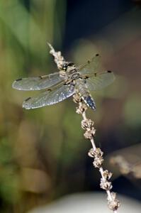 Four-spotted Skimmer Dragonfly