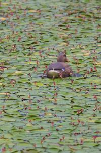 What may look like a female Mallard on the infield track is really just a lost decoy.