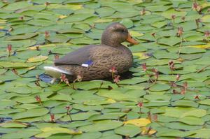 What may look like a female Mallard on the infield track is really just a lost decoy.