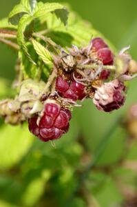 Wild raspberries growing along the shoreline of the infield track