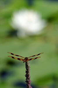 Halloween Pennant Dragonfly