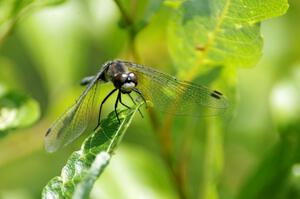 Belted Whiteface Dragonfly