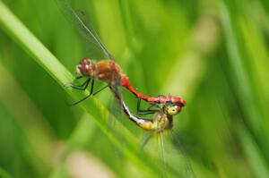 Mating Autumn Meadowhawk Dragonflies