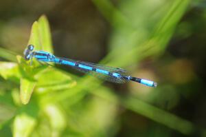 Familiar Bluet Damselfly