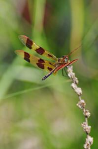 Halloween Pennant Dragonfly