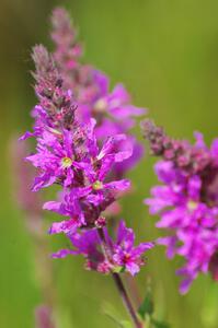 Purple Loosestrife