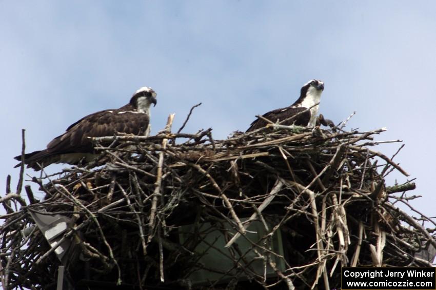 Ospreys in the infield of the track