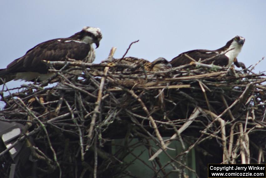 Ospreys in the infield of the track