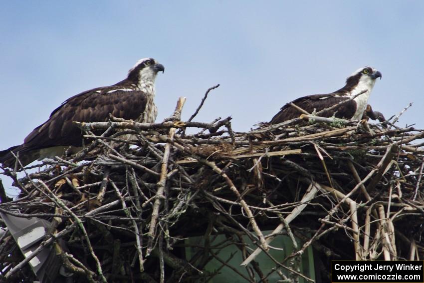 Ospreys in the infield of the track