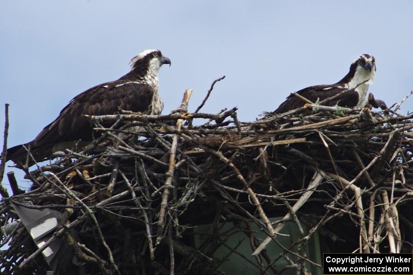 Ospreys in the infield of the track