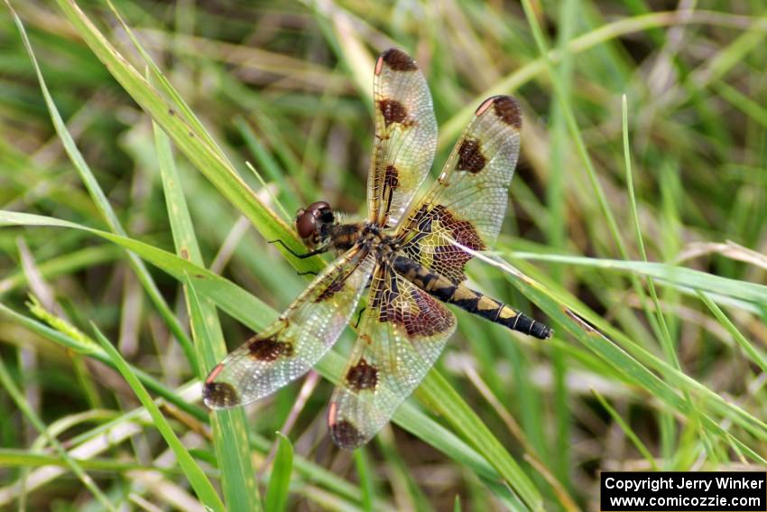 Calico Pennant Dragonfly