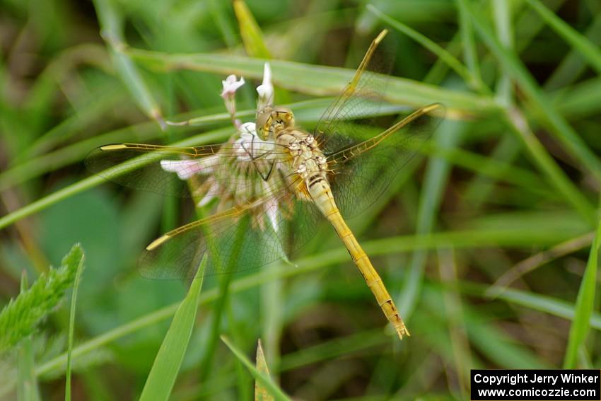 ??? Meadowhawk Dragonfly