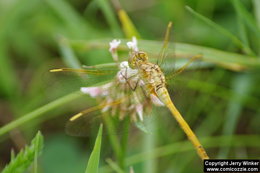 ??? Meadowhawk Dragonfly