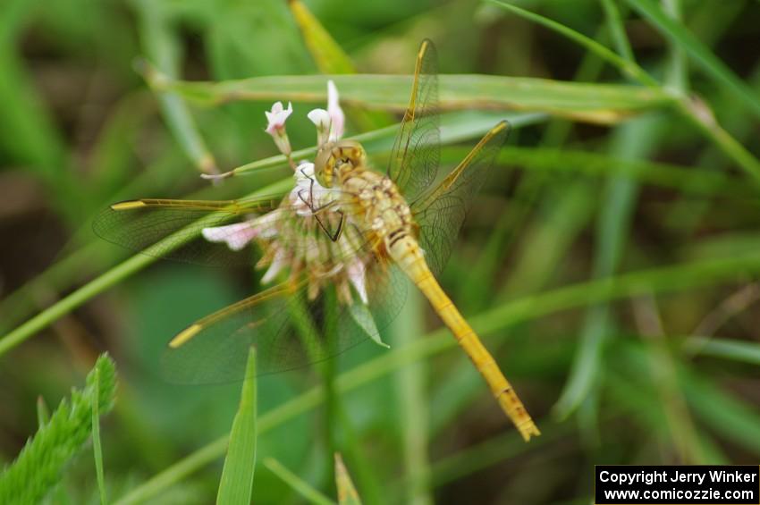 ??? Meadowhawk Dragonfly