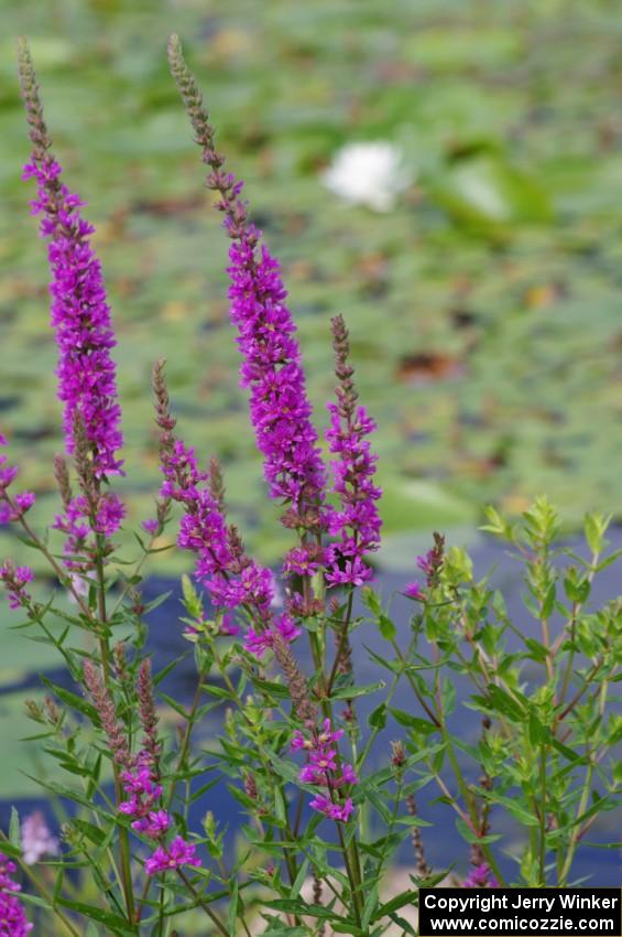 Purple Loosestrife