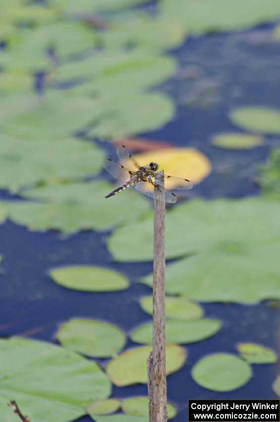 Four-spotted Skimmer Dragonfly