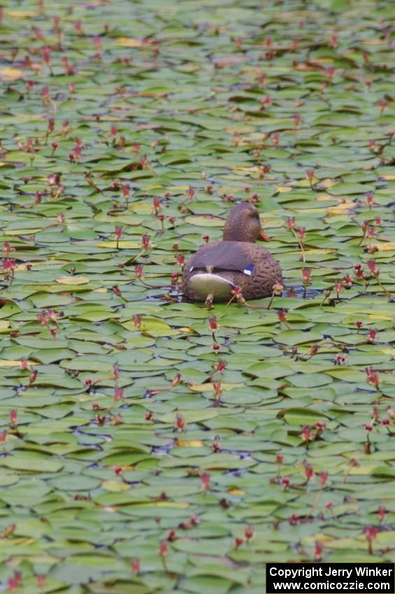 What may look like a female Mallard on the infield track is really just a lost decoy.