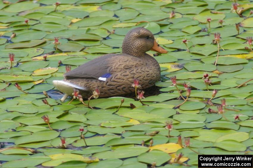 What may look like a female Mallard on the infield track is really just a lost decoy.