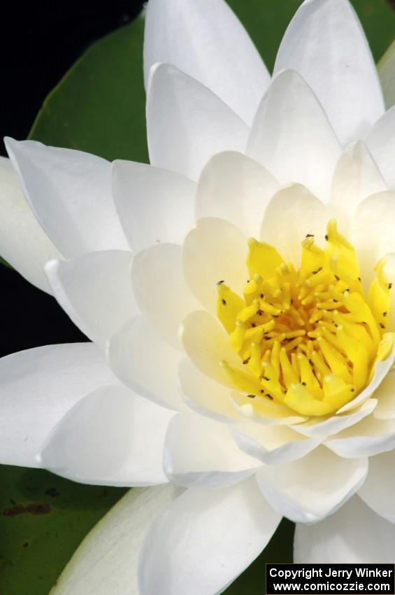 American White Water-lily