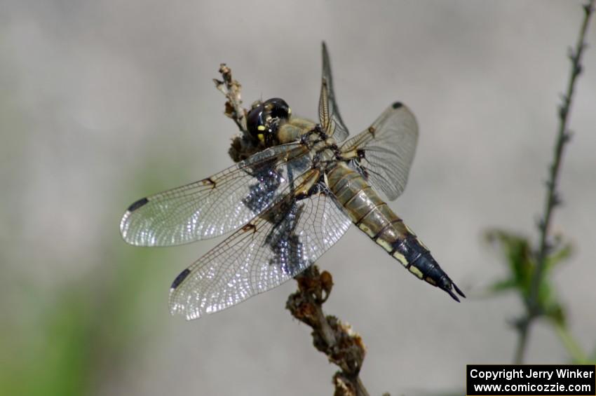 Four-spotted Skimmer Dragonfly