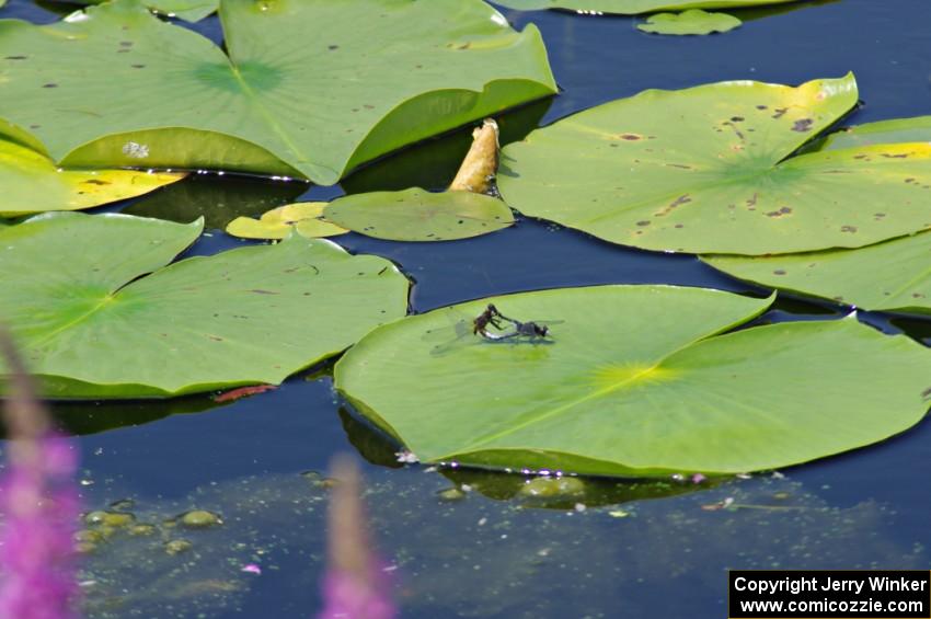 Belted Whiteface Dragonflies mating on a lilypad