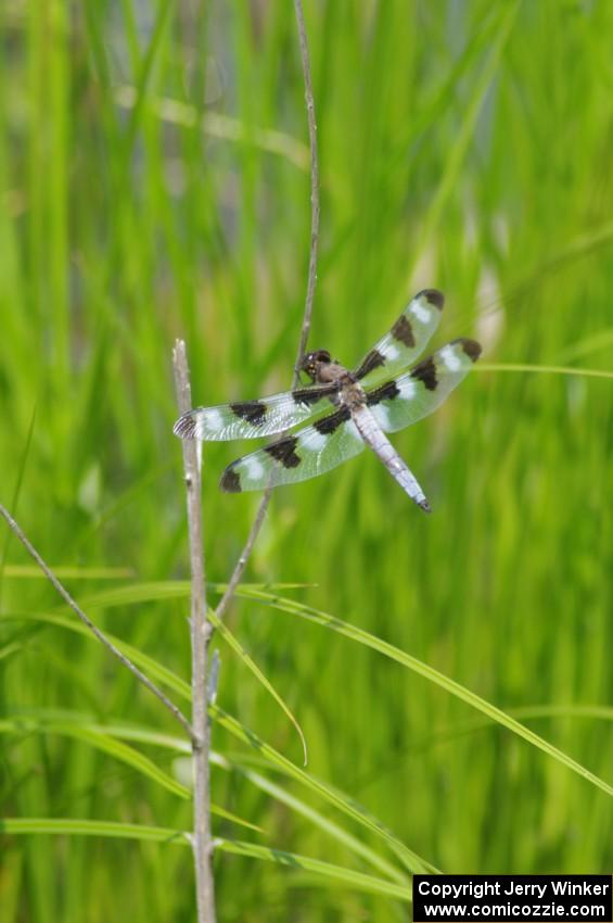 Twelve-spotted Skimmer Dragonfly