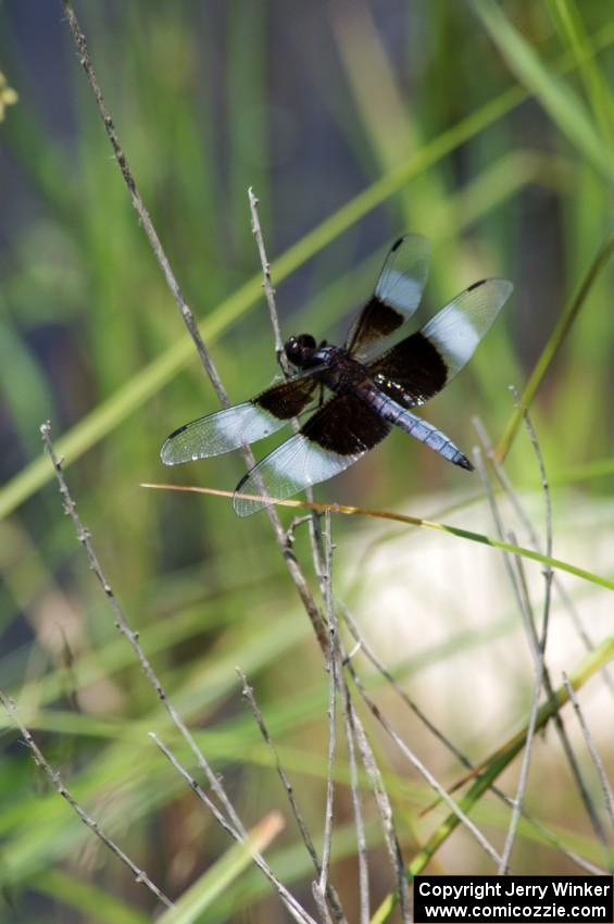 Widow Skimmer Dragonfly