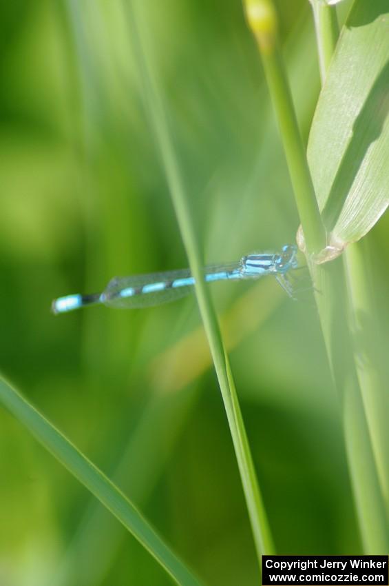 Familiar Bluet Damselfly