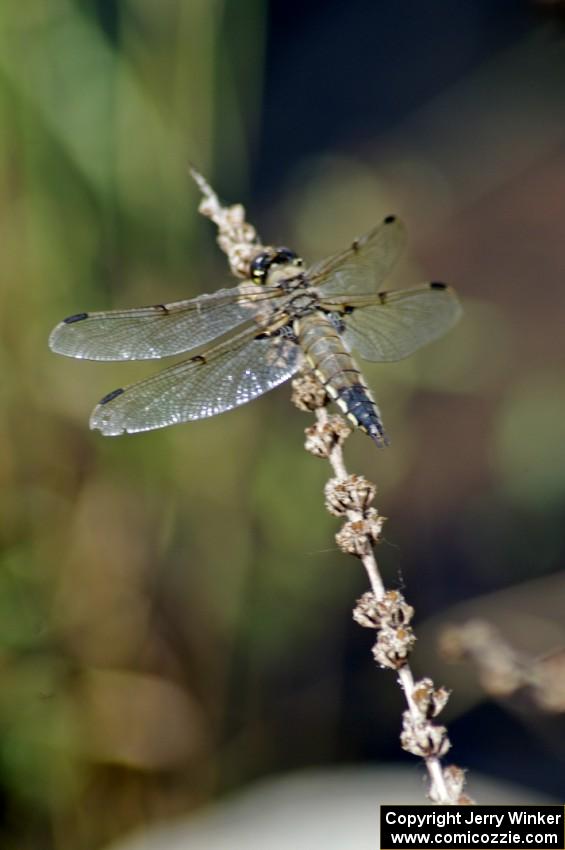 Four-spotted Skimmer Dragonfly