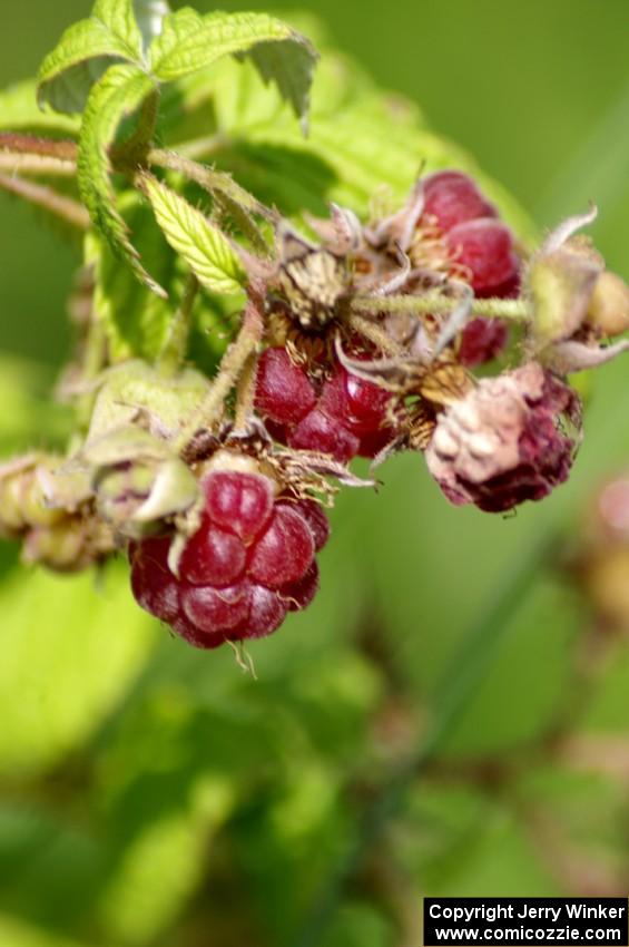 Wild raspberries growing along the shoreline of the infield track