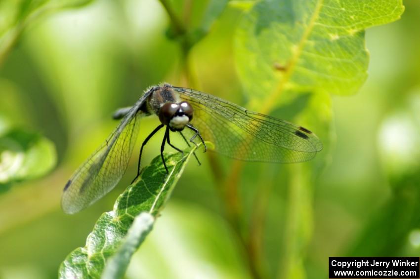 Belted Whiteface Dragonfly