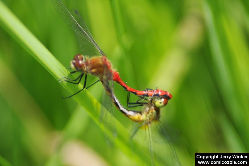 Mating Autumn Meadowhawk Dragonflies